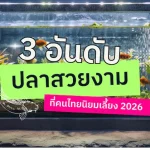 3 อันดับ ปลาสวยงามที่คนไทยนิยมเลี้ยง 2026